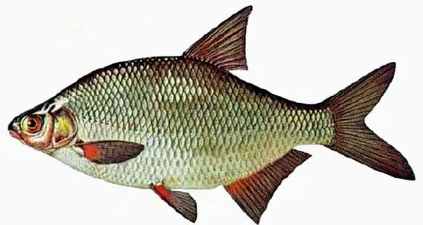 List of river fish, names with photos, boneless river fish