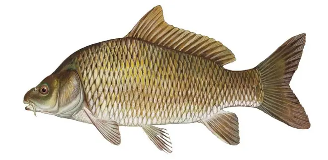 List of river fish, names with photos, boneless river fish