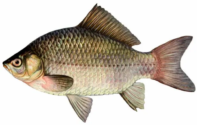 List of river fish, names with photos, boneless river fish