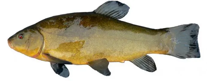 List of river fish, names with photos, boneless river fish