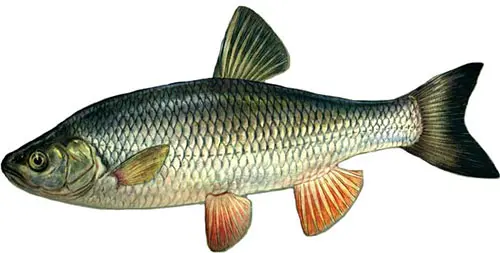 List of river fish, names with photos, boneless river fish