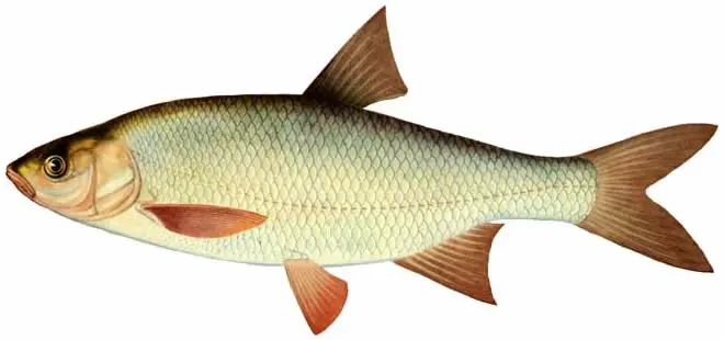 List of river fish, names with photos, boneless river fish