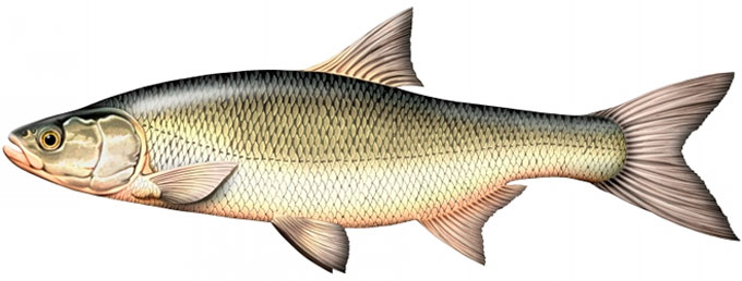 List of river fish, names with photos, boneless river fish