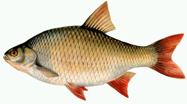 List of river fish, names with photos, boneless river fish