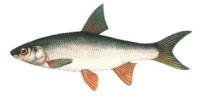 List of river fish, names with photos, boneless river fish