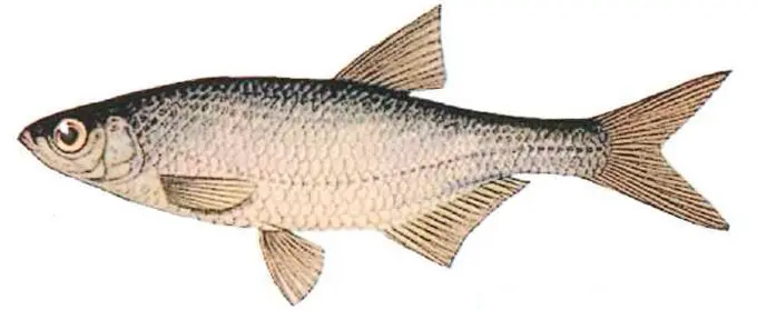 List of river fish, names with photos, boneless river fish