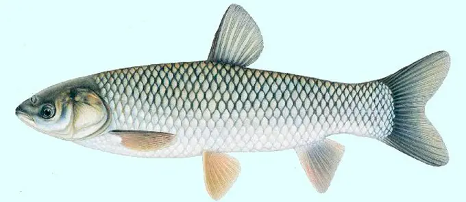 List of river fish, names with photos, boneless river fish