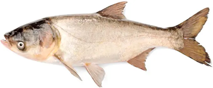 List of river fish, names with photos, boneless river fish