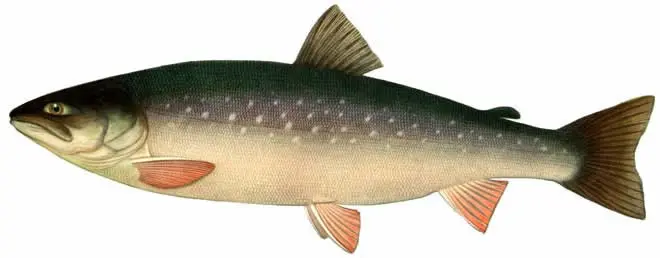 List of river fish, names with photos, boneless river fish