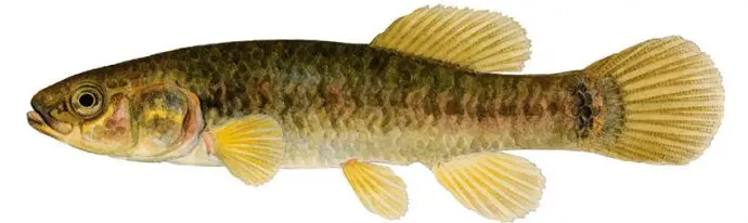 List of river fish, names with photos, boneless river fish