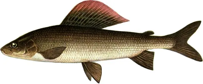 List of river fish, names with photos, boneless river fish