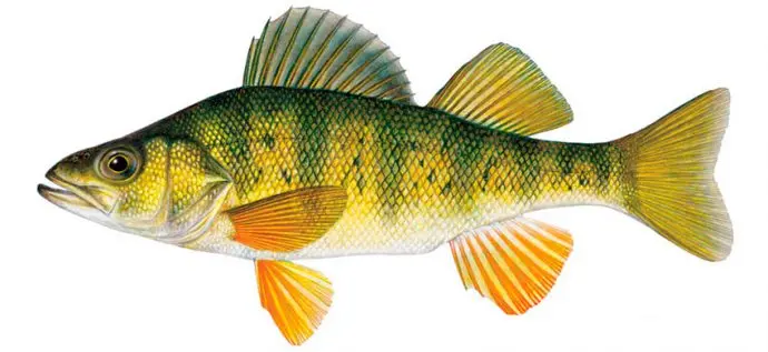 List of river fish, names with photos, boneless river fish