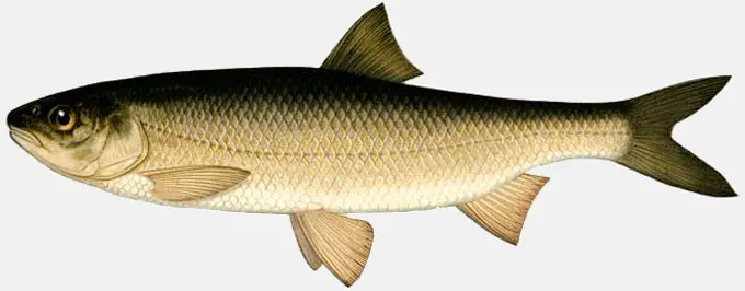 List of river fish, names with photos, boneless river fish