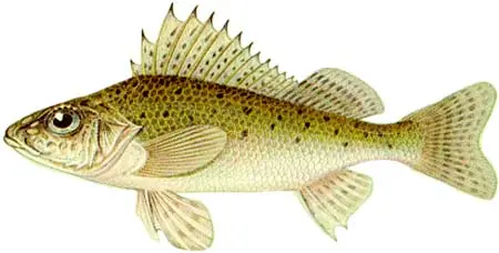 List of river fish, names with photos, boneless river fish