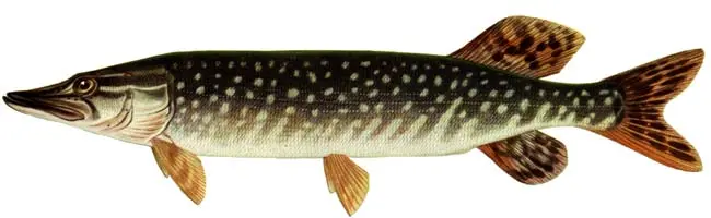 List of river fish, names with photos, boneless river fish