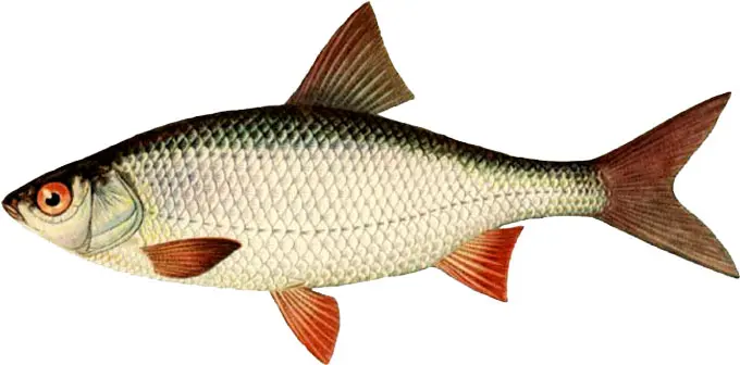 List of river fish, names with photos, boneless river fish