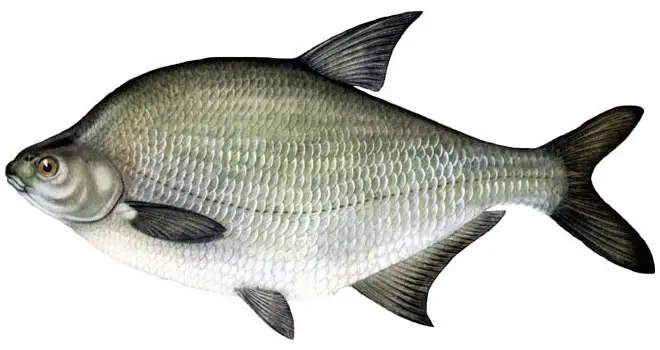 List of river fish, names with photos, boneless river fish