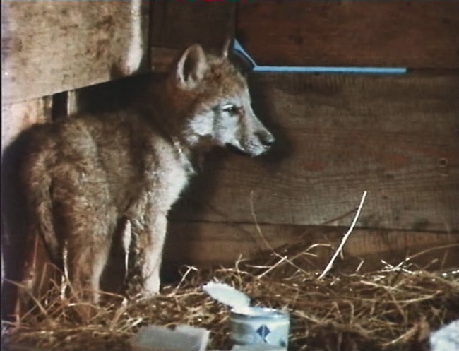 List of the most fascinating films about wolves