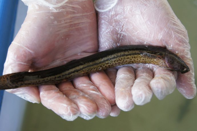 Loach (fish) description, what it eats, where it is found (photo)