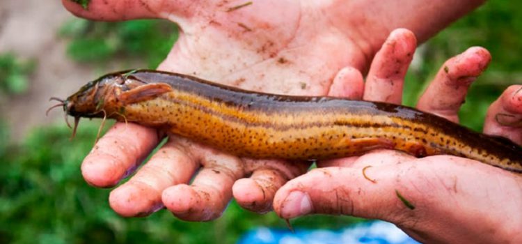 Loach fishing: what to catch loach, tackle and bait