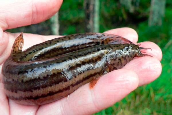 Loach fishing: what to catch loach, tackle and bait