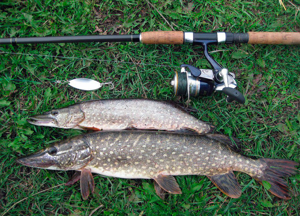 Lure fishing for pike