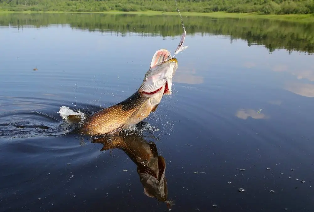 Lure for pike. The best spinners for pike fishing