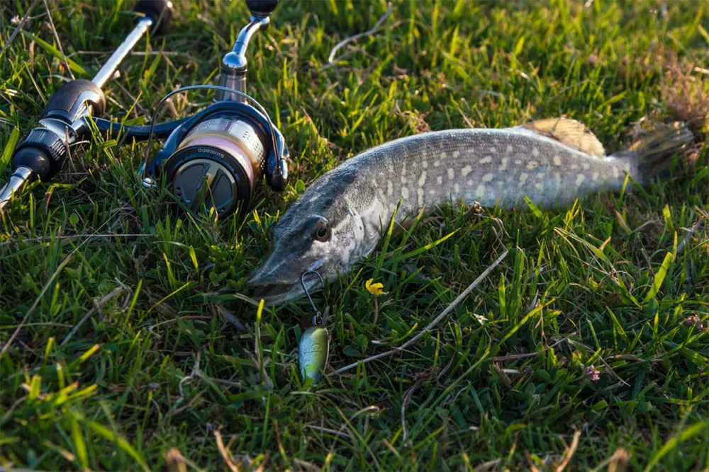 Lure for pike. The best spinners for pike fishing