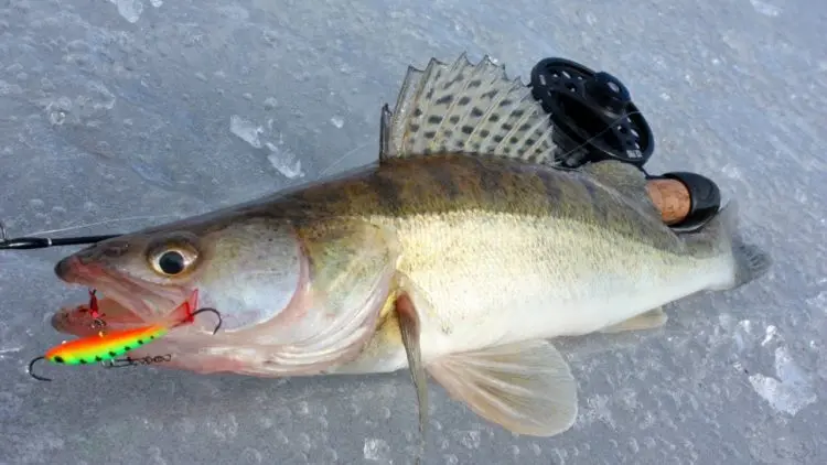 Lures for pike perch: features, classification and rating of the best