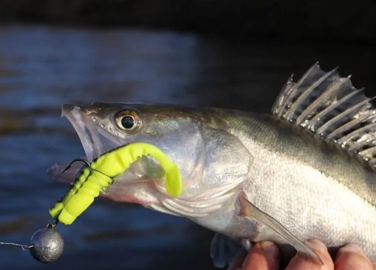 Lures for pike perch: features, classification and rating of the best