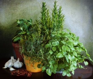 M untuk peppermint and co., yaitu tanaman pot yang bermanfaat bagi kesehatan!