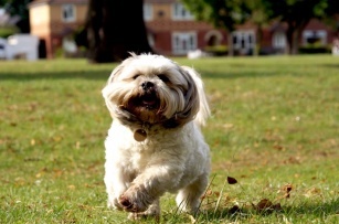 Man&#8217;s hypoallergenic friend