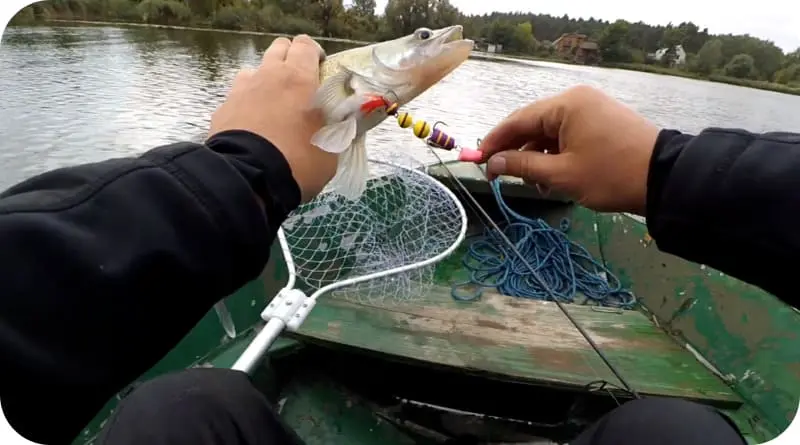 Mandala for zander - how to fish on it