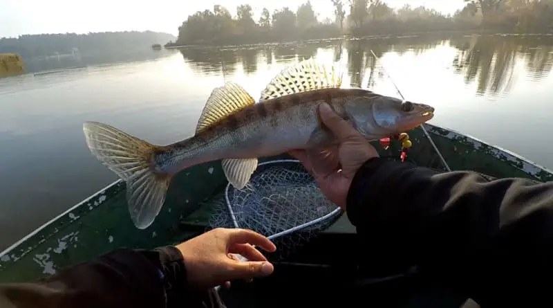 Mandala for zander - how to fish on it