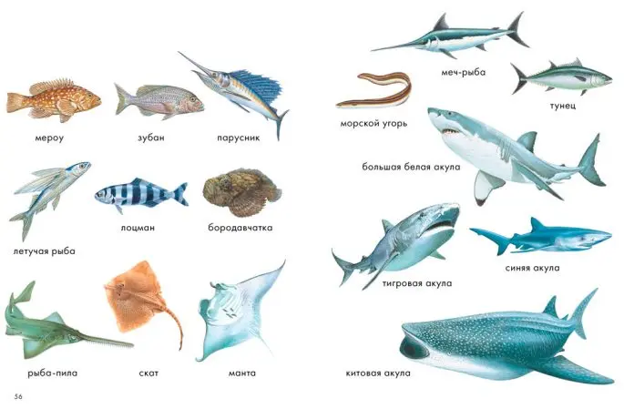 Marine fish with names and descriptions: a list with a photo