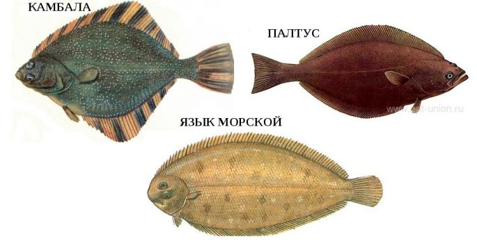 Marine fish with names and descriptions: a list with a photo