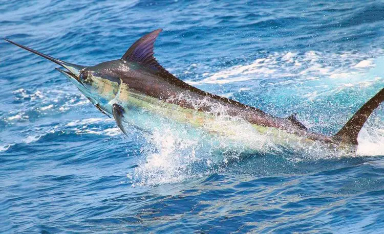 Marlin fish: description, where it lives, what it eats, reproduction