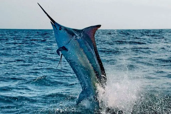 Marlin fish: description, where it lives, what it eats, reproduction