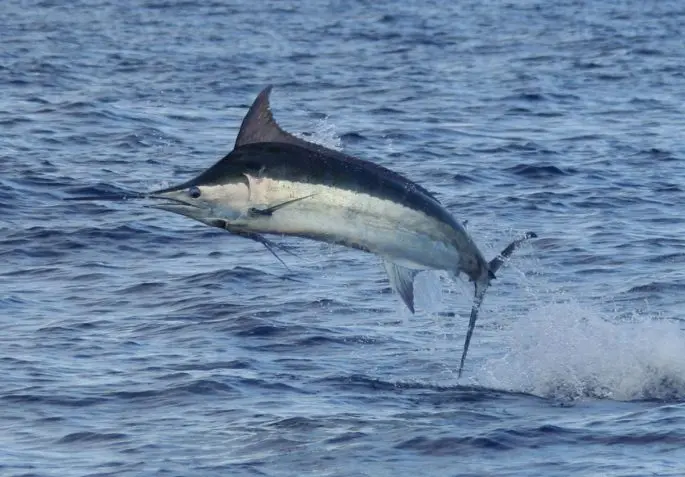 Marlin fish: description, where it lives, what it eats, reproduction