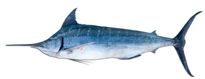 Marlin fish: description, where it lives, what it eats, reproduction