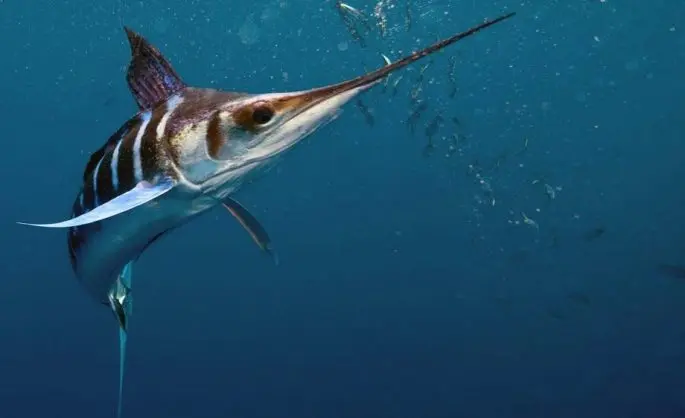 Marlin fish: description, where it lives, what it eats, reproduction