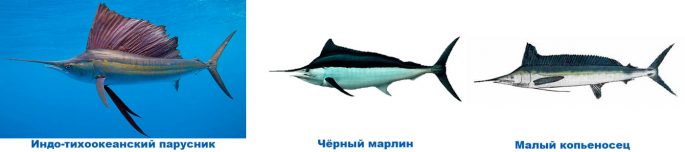 Marlin fish: description, where it lives, what it eats, reproduction