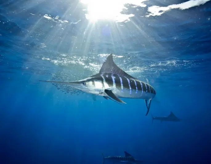 Marlin fish: description, where it lives, what it eats, reproduction