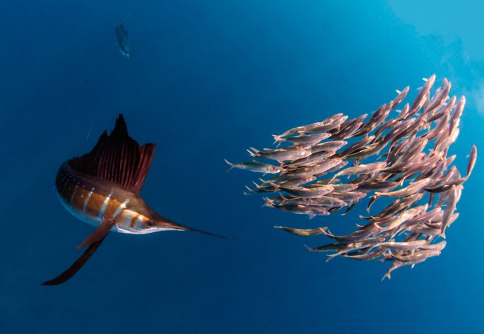 Marlin fish: description, where it lives, what it eats, reproduction