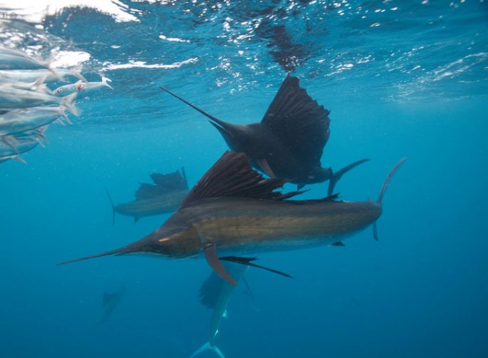 Marlin fish: description, where it lives, what it eats, reproduction