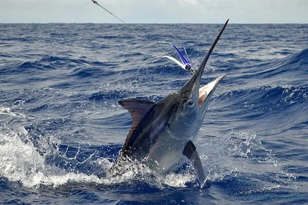 Marlin fishing: places and methods for catching blue fish