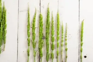 Medicinal plant or weed? Properties of horsetail