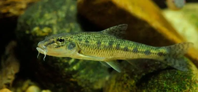 Minnow: description of fish with photo, habitat, spawning