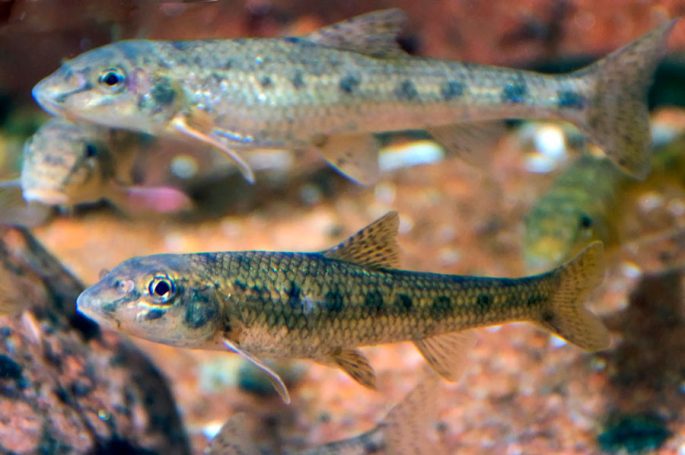 Minnow: description of fish with photo, habitat, spawning