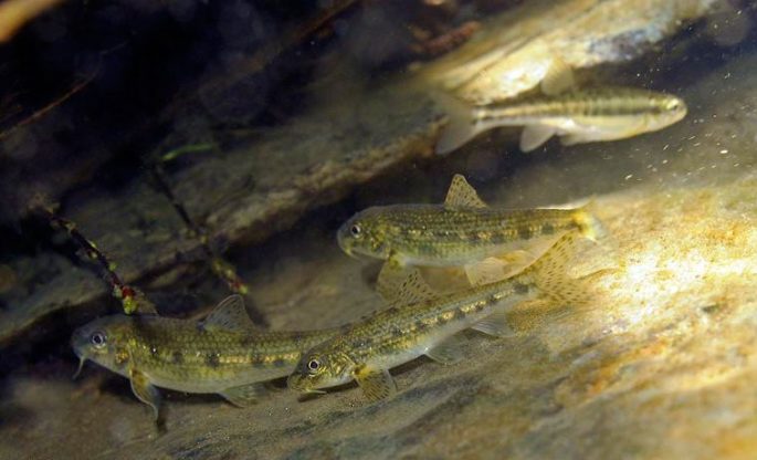 Minnow: description of fish with photo, habitat, spawning